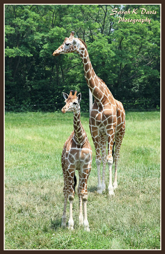 Mama & Baby Giraffe