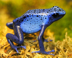 Poison Dart Frog of the blue variety