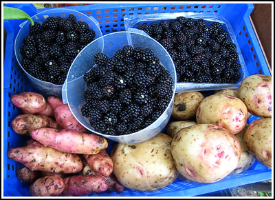 pfa cara and blackberries copy