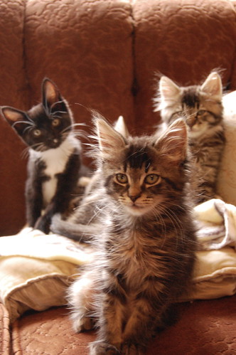 kitten chorus