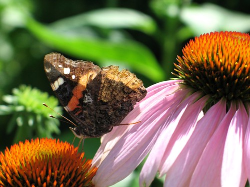Butterly moving between purple coneflowers