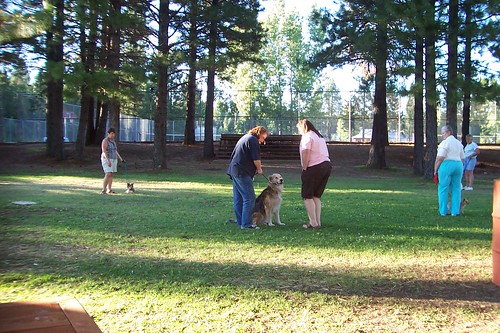 obedience school for dogs in the park3