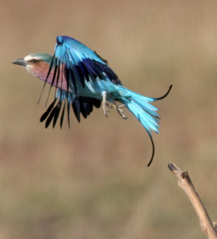 Lilac-Breasted Roller taking off