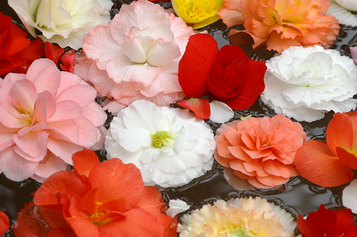 Begonia Flowers Pictures