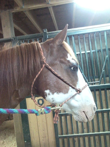 Cody has a clipped bridle path now.