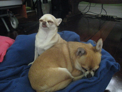 Chihuahuas and the heater