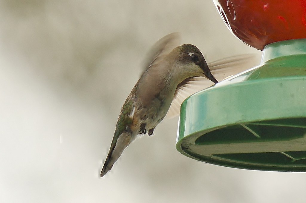 Ruby-throated hummingbird (17)