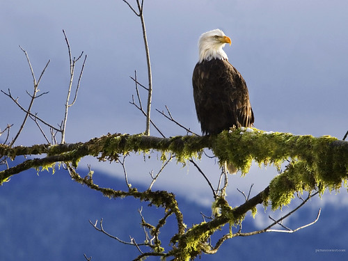 bald eagle wallpaper. Bald Eagle Wallpaper. Bald Eagle perched on a branch