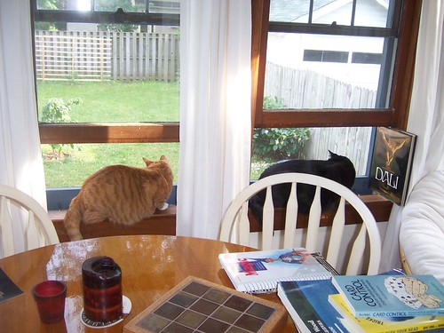 The cats love the sunroom windows