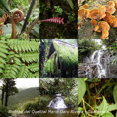 Biotopo del Quetzal Mario Dary Rivera, Guatemala