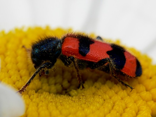 Bee-eating Beetle - Trichodes apiarius by Walwyn