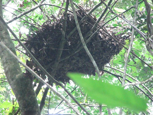 A beautiful old bonobo nest