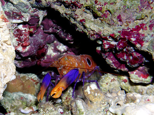 _purple-&-orange-lobster-DS