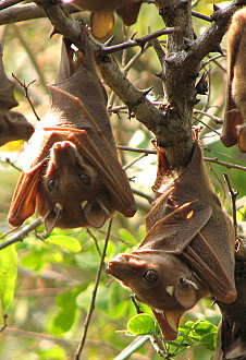 2 fruit bats in hotel garden