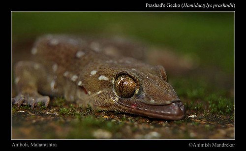 Prashad's-Gecko