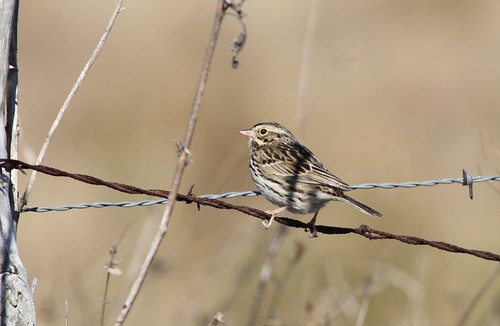 Savannah Sparrow - 1/20/2009