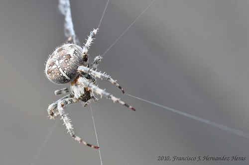 Spider in spiderman pose