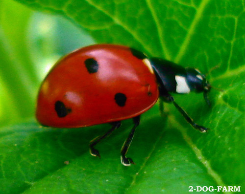 Ladybug on leafing admiring the veining pattern