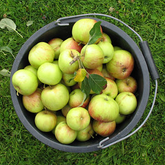 bucket apples1