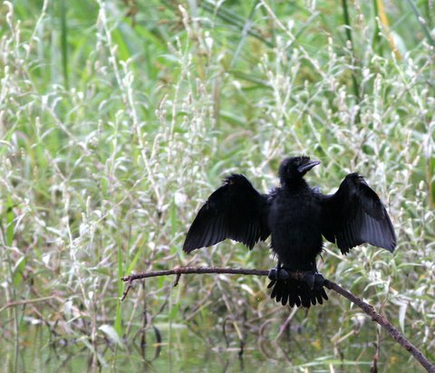 cormorant sunning itself lalbagh 070907