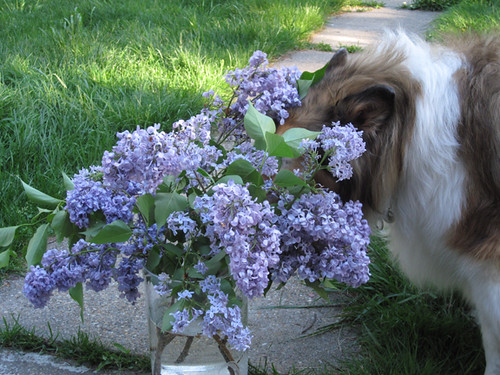 Bouquet of Lilacs eats Collie
