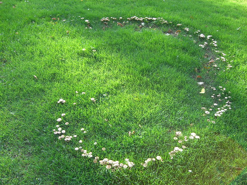 Fairy rings at work on a lawn - Credit: Flickr bruchez