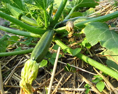 garden #2627: zucchini