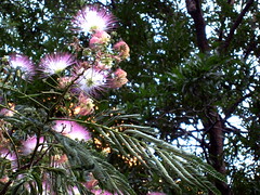 What Kind of Tree Is This? (Answered: Mimosa Tree)