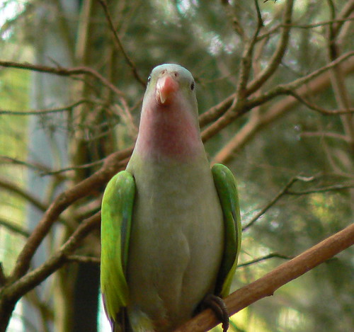 Princess Parrot (aka Alexandra's Parrot) by ianmichaelthomas.