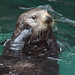 Sea Otter: "Oh my!"