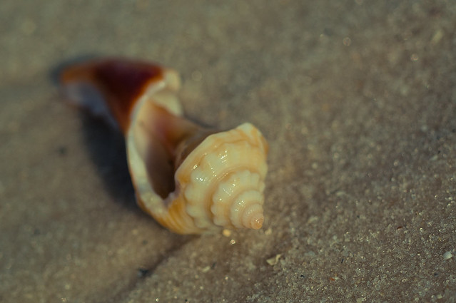 "...and maggie discovered a shell that sang so sweetly she couldn't remember her troubles"