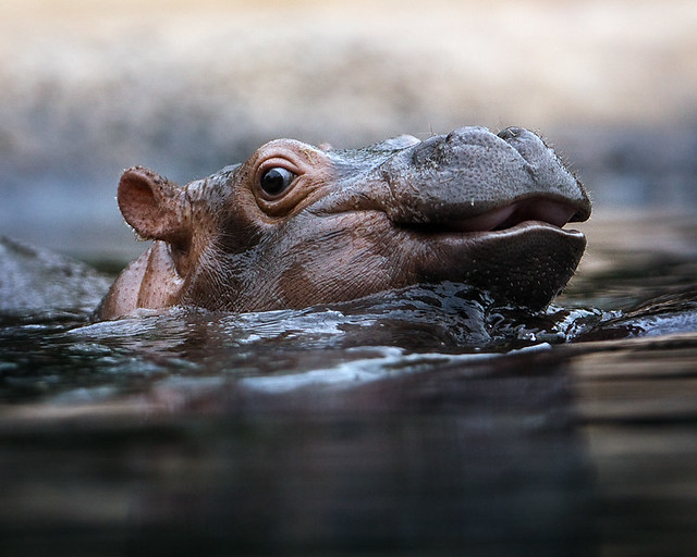 Little Hippopotamus