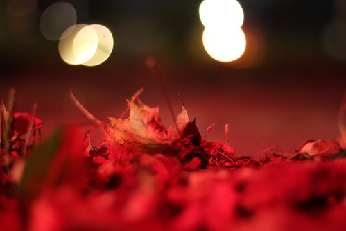 45/52: leaves by taillight