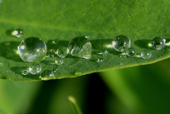 raindrops detail - by withrow