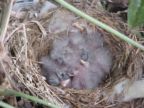 We get a family of birds every year, these were in a hanging basket