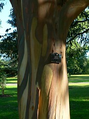 Eucalyptus bark peeling - by ramson