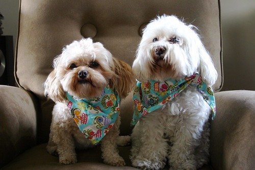 Sisters: a quick one day visit called for a quick matching bandana