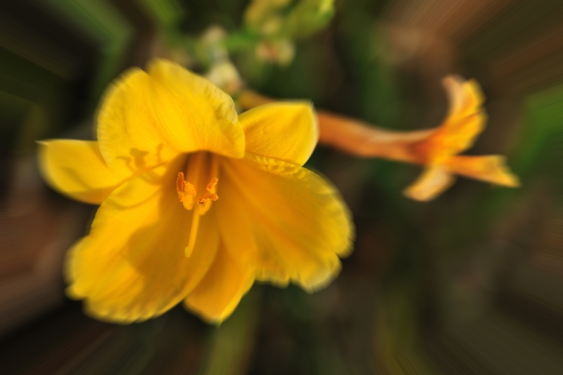 Selective Focus - Daylily