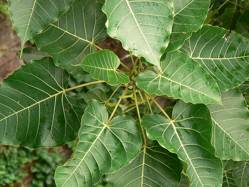 commonly known as: Indian rock fig, rock pipal, waved-leaved fig tree, 