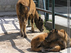 bisonbabys-schönbrunn