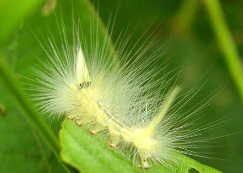 619966822 568eddaaa4 Photogenic Caterpillars and Other Fascinating Insects of the Thai Forest