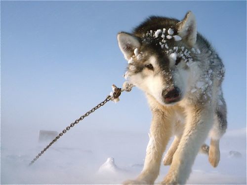 Husky Dog in the Arctic