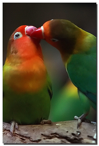 love birds pictures. Love Birds