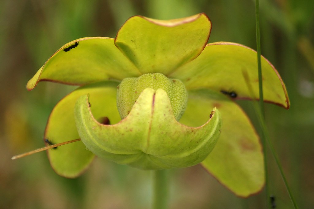 Purple pitcher plant (36)