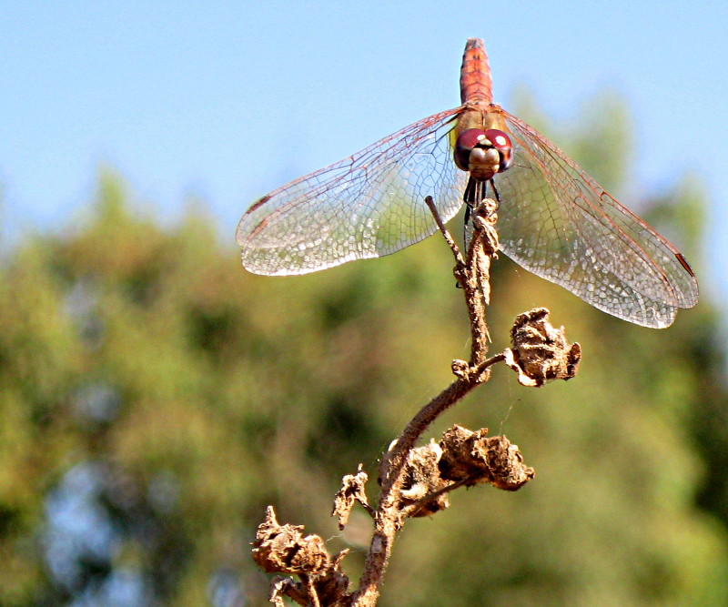 02-11-2010-dragonfly4