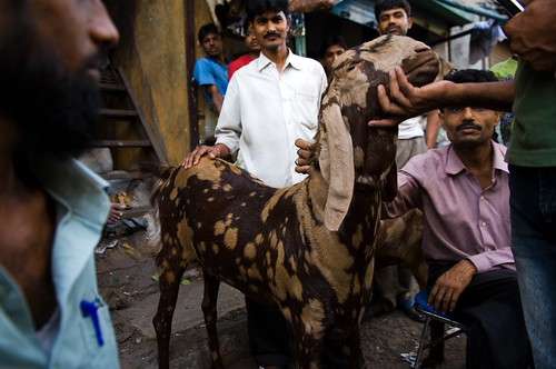 Dharavi goat with admirers