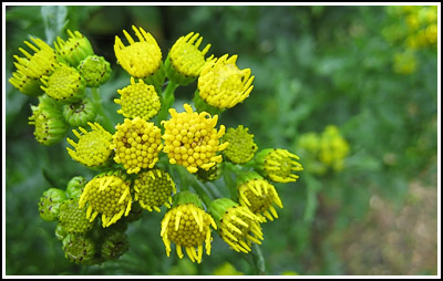 yellowflower3 copy