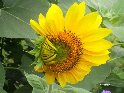 Sun Flower