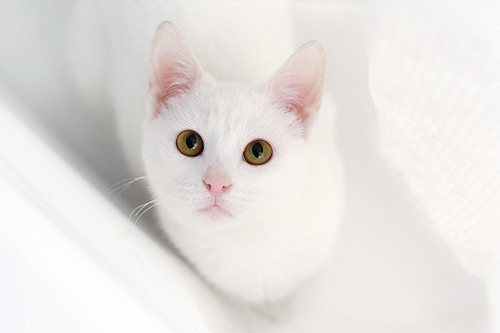 gambar kucing putih yang comel