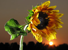 Canon Powershot G7: Sunflower